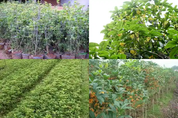 桂花树一年开了两次花1685406541097