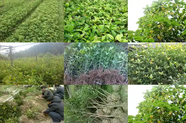 有一个月开一次的桂花树吗1685406562615