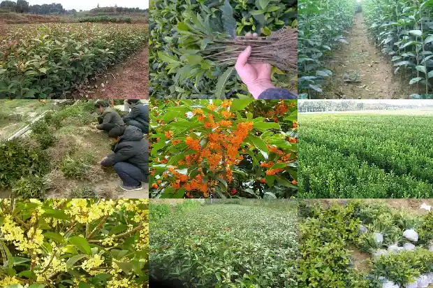 有一个月开一次的桂花树吗1685406562663