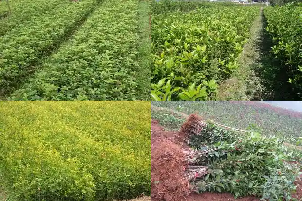 有一个月开一次的桂花树吗1685406562710