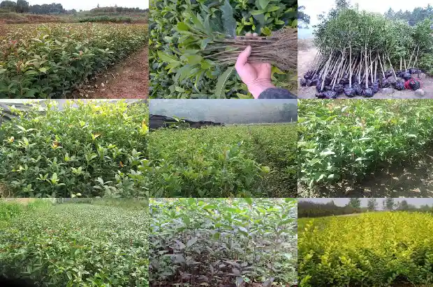 桂花树开几次花1685406579779