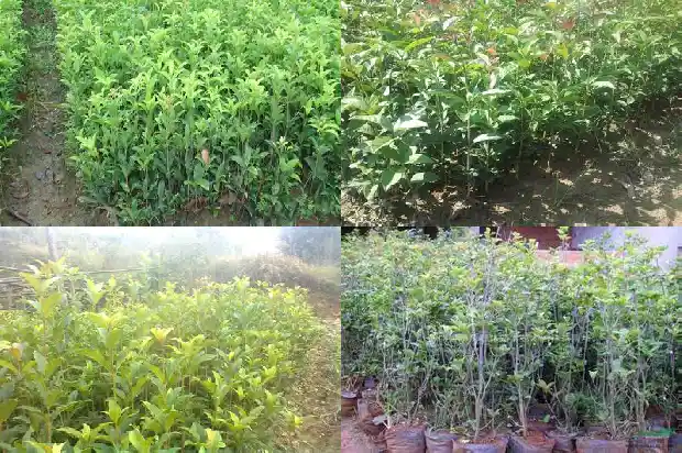 桂花树一个月开两次花可以吗1685406599348