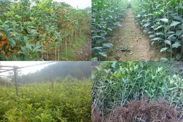 桂花树一年开两次怎么回事儿1685406621365