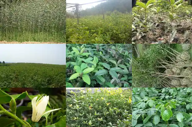 桂花树一年开两次怎么回事儿1685406621412