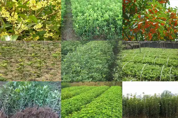 桂花树多久开一次1685406636371