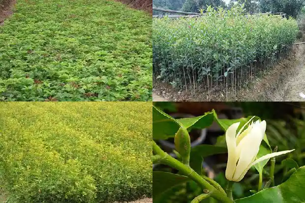 桂花树多久开一次1685406636419