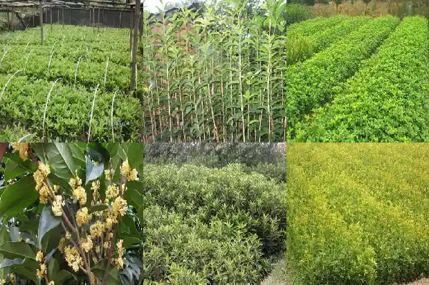 桂花树开花两次就死了1685406660555