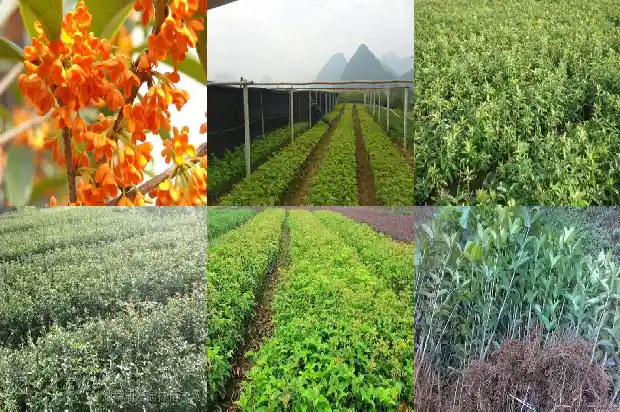 桂花树为什么开两次花1685406675742