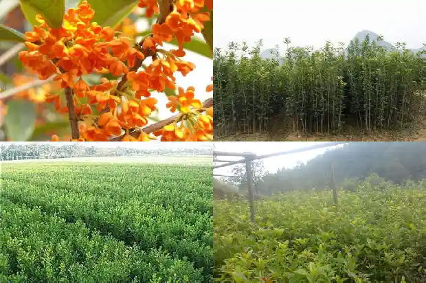 桂花树为什么开两次花1685406675789