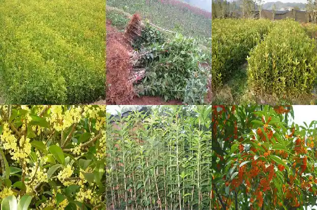 今年桂花为什么开两次花呢怎么回事1685406693463