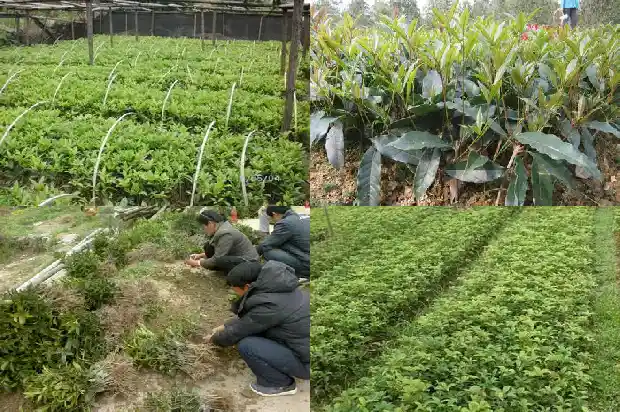 桂花为啥开两次花就蔫了1685406716543