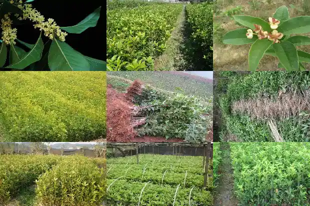 桂花为啥开两次花就蔫了1685406716590