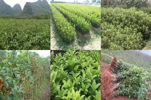 桂花树适合在家养吗1688792653264