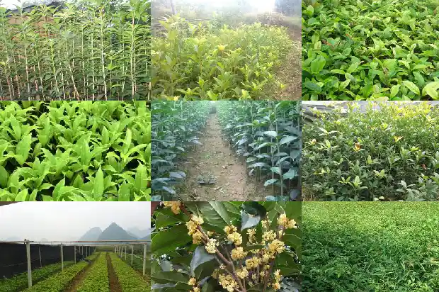 桂花一年开花二次为什么不开花1685406755442