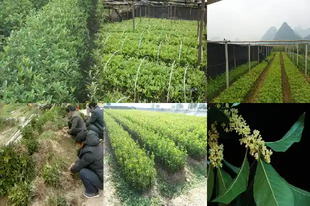 桂花会二次开花吗1685406777437
