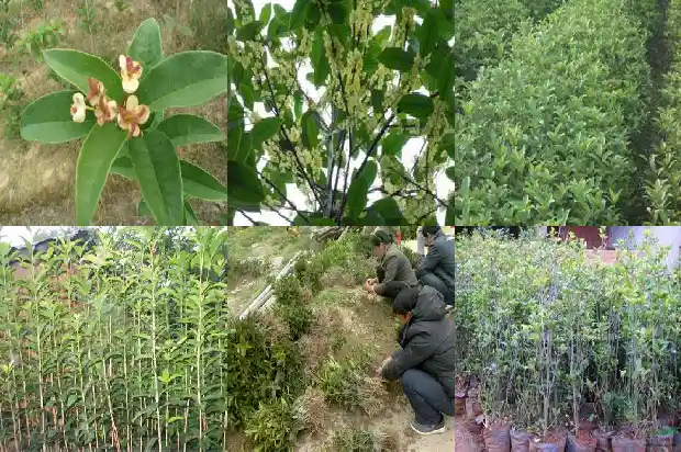桂花会二次开花吗1685406777531