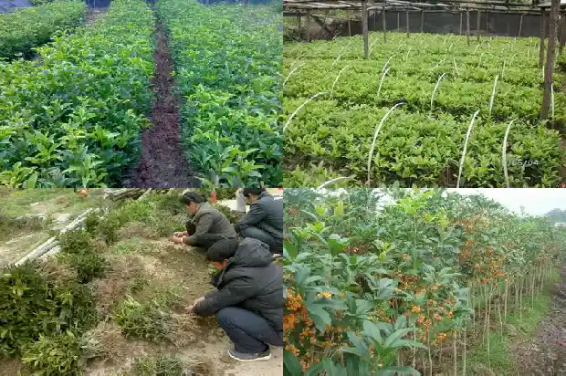 为什么今年的桂花开了两次1685406797052