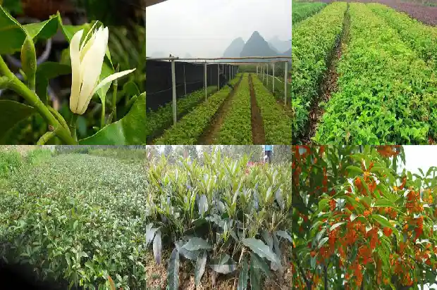 为什么今年的桂花开了两次1685406797100