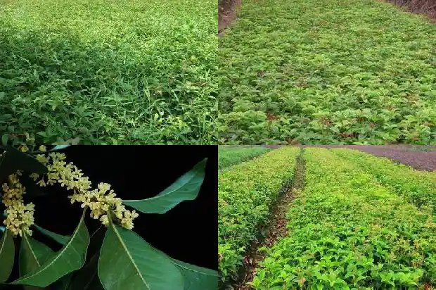 桂花多次开花是什么原因?1685406818574