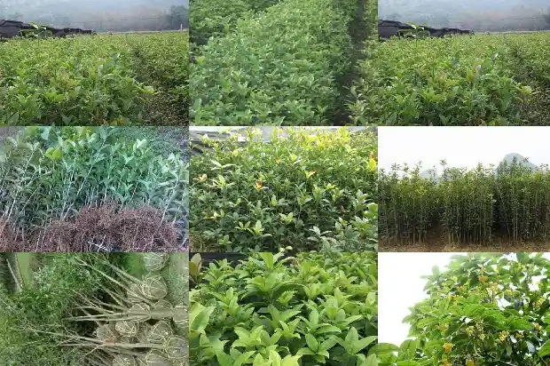 桂花多次开花是什么原因?1685406818622