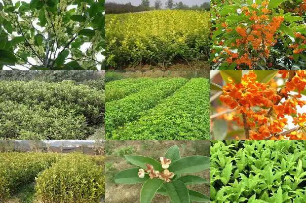 桂花多次开花是什么原因?1685406818670