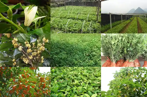 桂花多次开花是什么原因?1685406818718