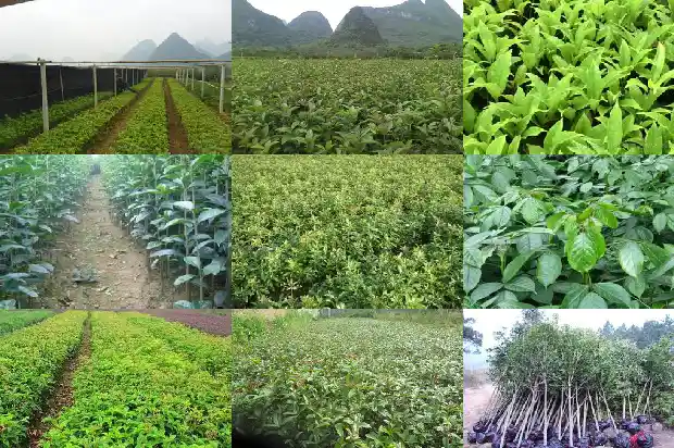 桂花多次开花怎么办1685406836058