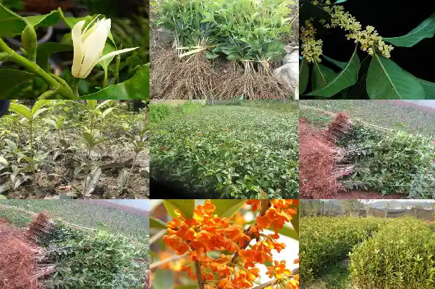 桂花开几次1685406853240