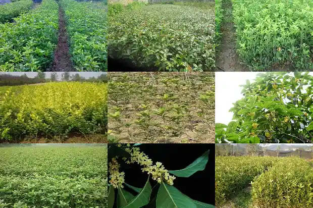 桂花开几次1685406853287