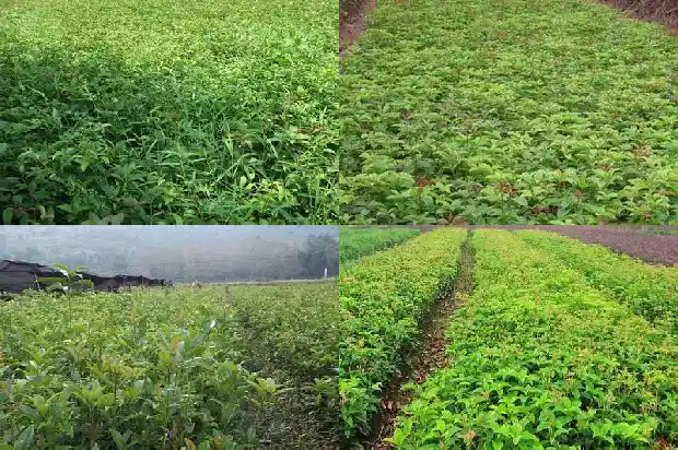 桂花多久开花一次1685406875746