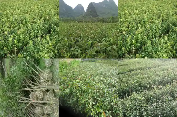 桂花多久开花一次1685406875794