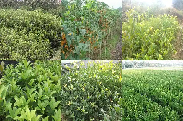 桂花一年有几次开花时间呢1685406960979