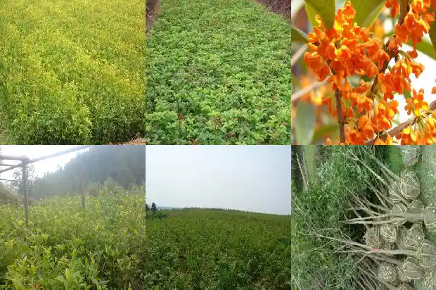 桂花一年有几次开花时间呢1685406961026