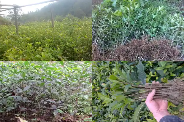 桂花每个月都开花吗1685406980499