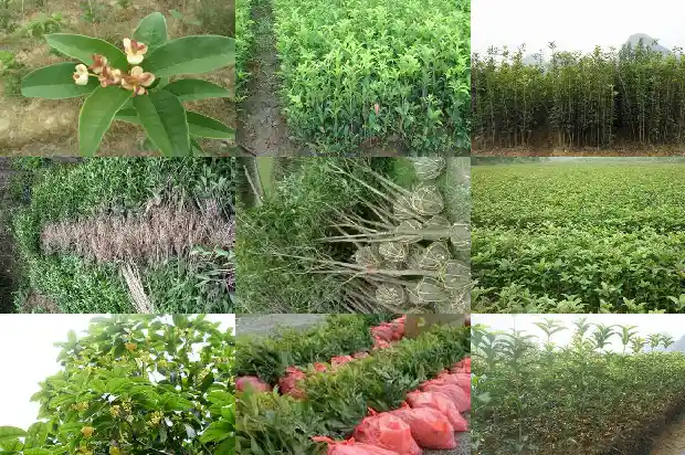 桂花每个月都开花吗1685406980547