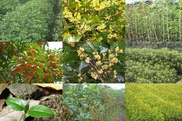 桂花每年开花几次正常1685406995857