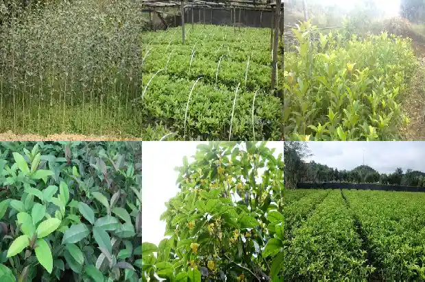 桂花几月份开花一年开几次花1685407019686