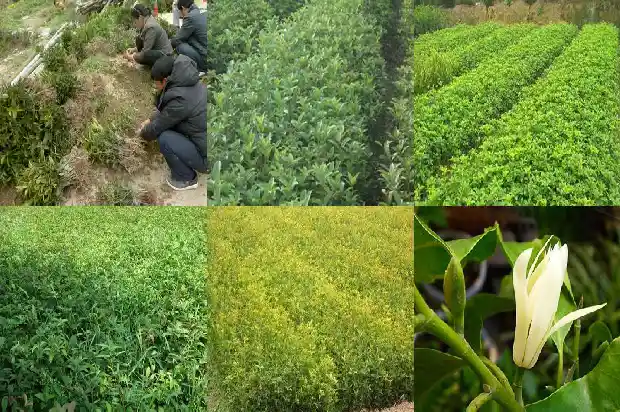 桂花几月份开花一年开几次花1685407019734