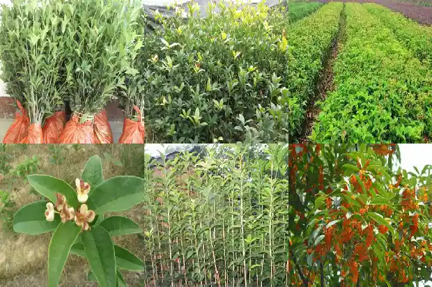 桂花一年开花多长时间啊1685407037234