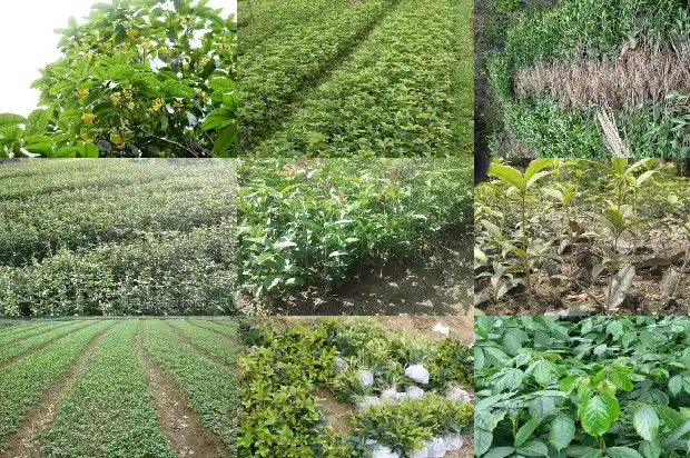 桂花一年开花多长时间啊1685407037282