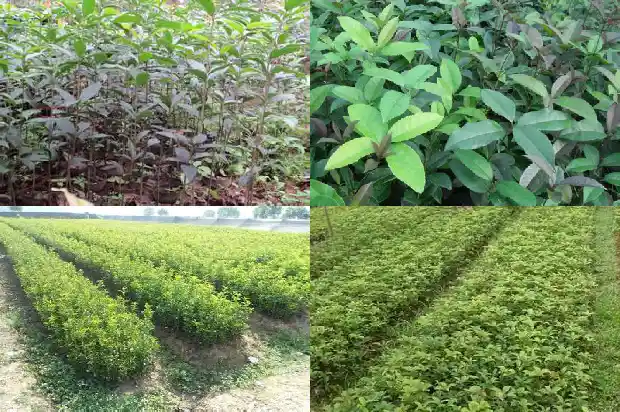 桂花一年开花多长时间啊1685407037327