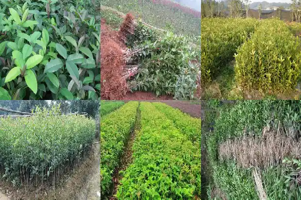 桂花开花要几年1685407056418