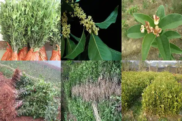 桂花茶多少钱一斤?哪里能买?1689576935621