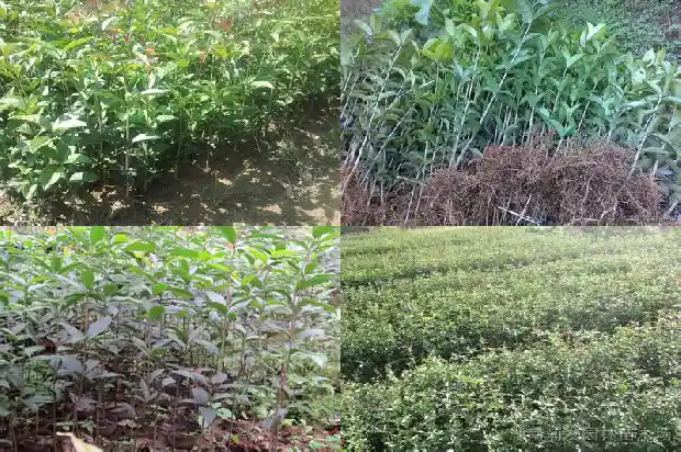 桂花状元红几月开花一年开几次1685407080049