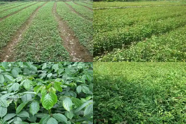 桂花状元红几月开花一年开几次1685407080145