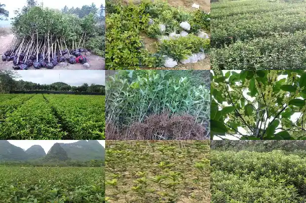 桂花状元红几月开花一年开几次1685407080193