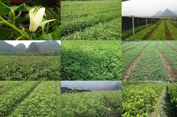 庭院种植桂花树什么品种较好养1685407095179