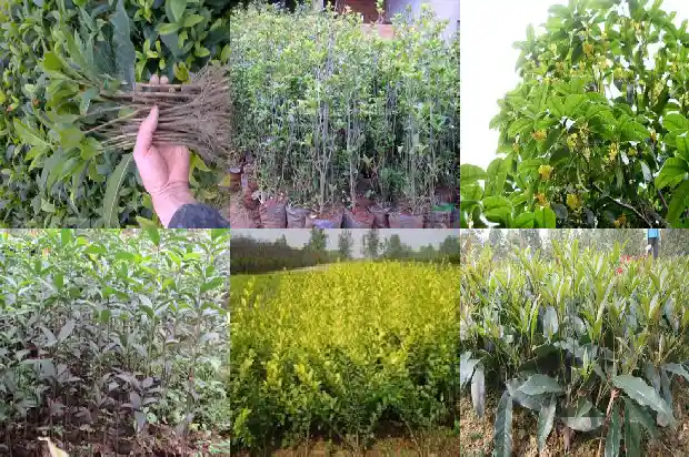 桂花树适合庭院种植吗北方1685407114590