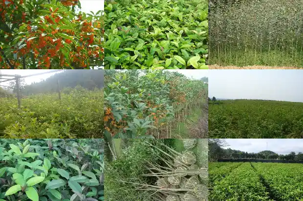 桂花树适合庭院种植吗北方1685407114637
