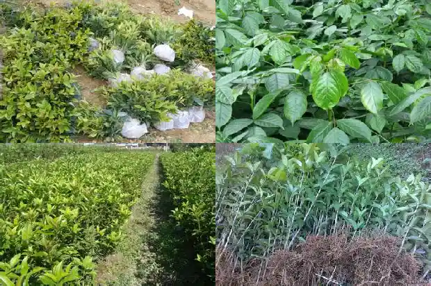 桂花树适合庭院种植吗北方1685407114684